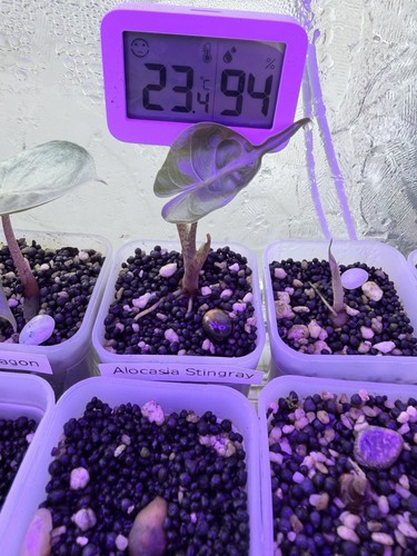Alocasia stingray seedling - alocasia,