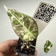 Alocasia black velvet