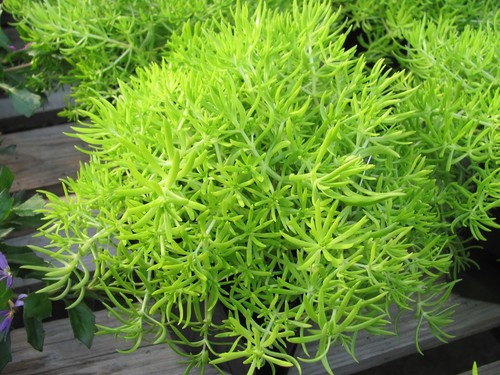Sedum lemon coral - 4x,