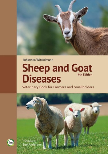 Sheep and goat - sheep,