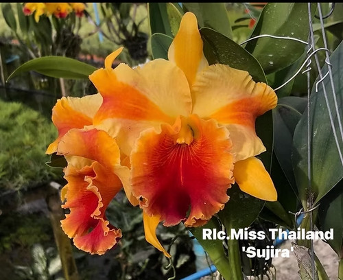 Rare cattleya rlc - rare, /