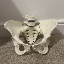 Female Pelvis Model