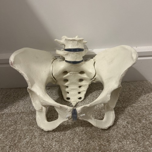 Female pelvis model - pelvis,