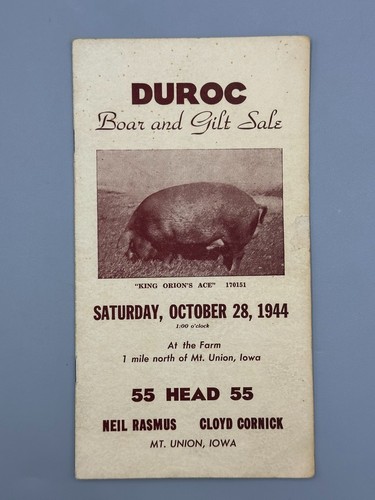 1944 duroc boar gilt pig - duroc, swine