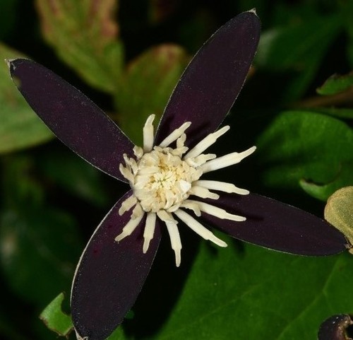 Young clematis tashiroi - a,