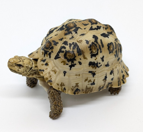 Bandai gashapon turtle - bandai,