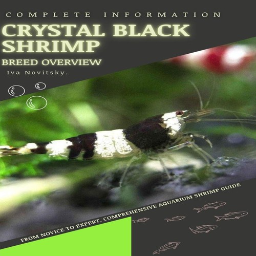 Red cherry shrimp - cherry, from