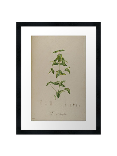Botanical framed wall - wall, art