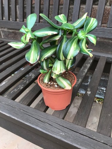 Crassula ovata variegated - crassula,