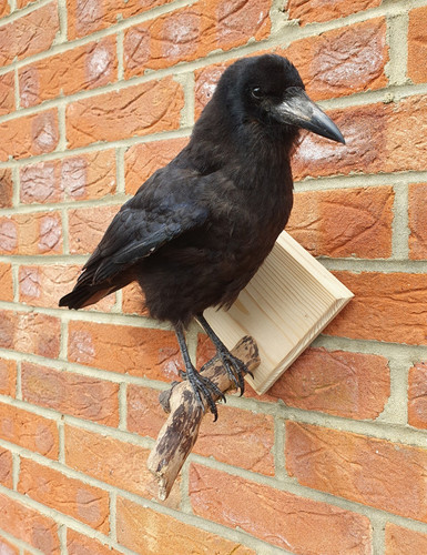 Taxidermy crow standing mount - crow,