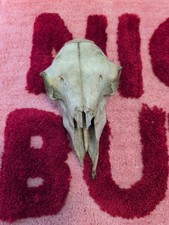 Real Large Slim Ewe Sheep