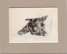 Lucy Dawson  ~ Scottish