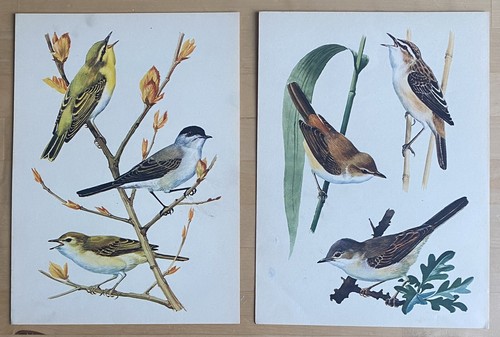 Vintage 1947 art prints - x,