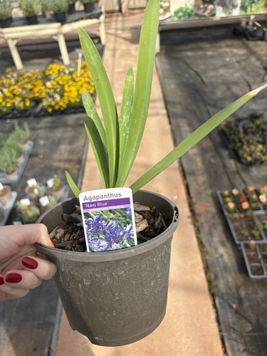 Agapanthus navy blue - agapanthus, 2l