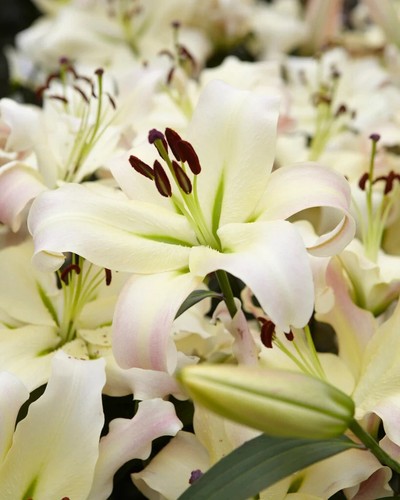 Lily pretty woman pot - woman, 2l
