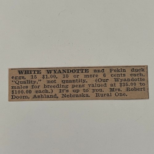 White wyandotte pekin duck - &,