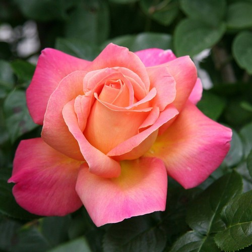 Rose bush chicago peace - 'chicago, peace'