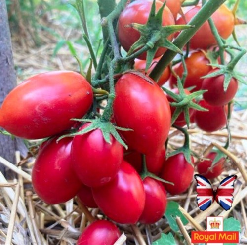 Tomato seeds red stone - tomato,