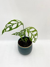 Monstera obliqua Peru Form