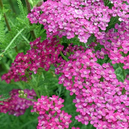 Garden ready 1 litre - 2,