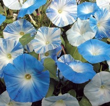 2 Morning Glory Skylar Mix