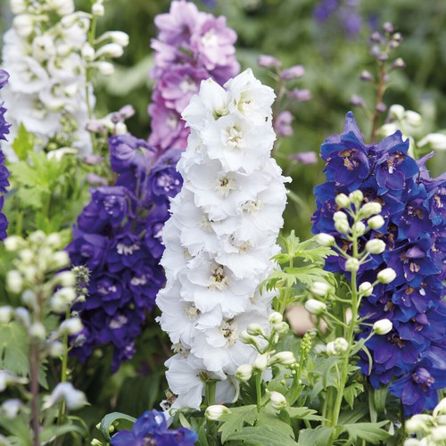 Delphinium seeds hardy - seeds, garden