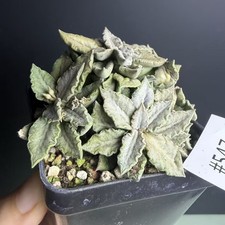 Sale Rare Plant SucculentLive
