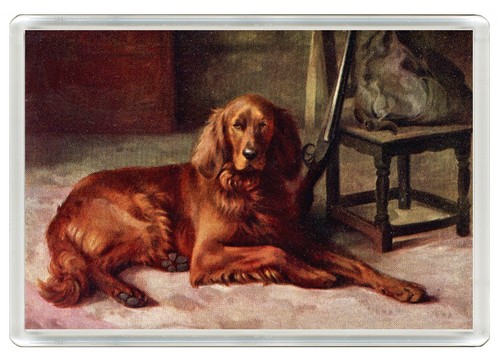 Irish setter dog fridge - setter,