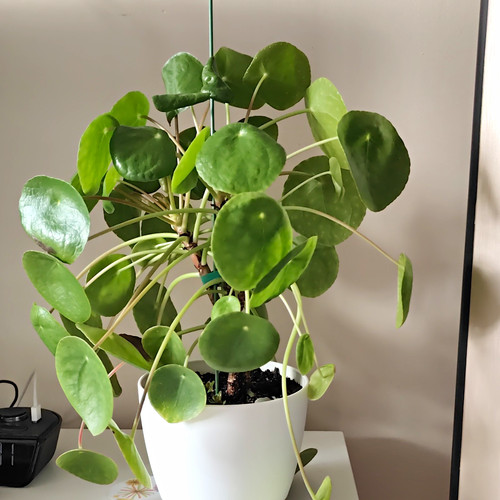Chinese money plant - chinese, (pilea