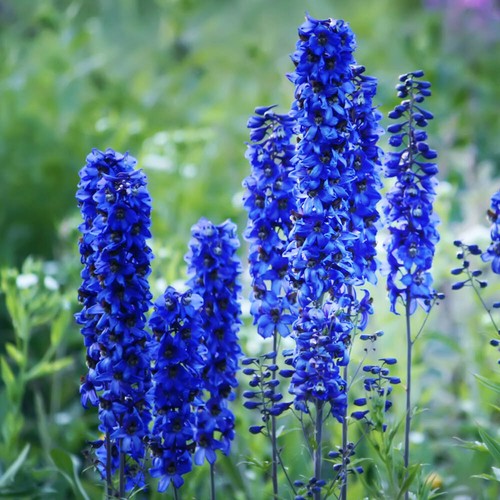 Perennial plant delphinium - perennial,