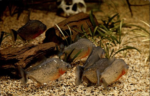 Flesh eating piranha - eating, fish