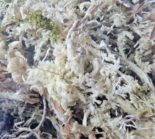 Dried sphagnum moss small - small, bag