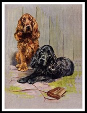 COCKER SPANIEL DOGS LOVELY DOG