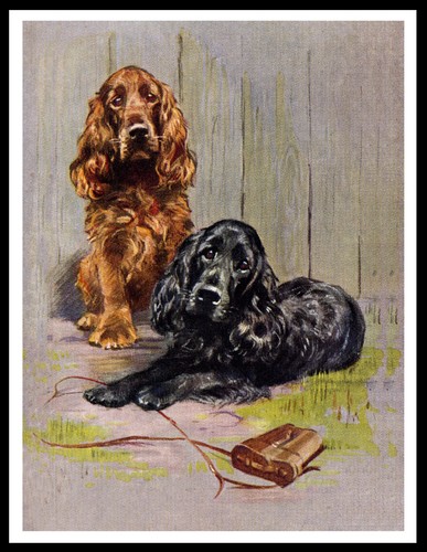 Cocker spaniel dogs lovely dog - dogs,
