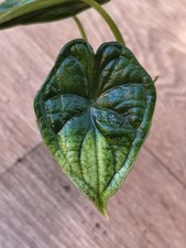 Alocasia Dragon Scale (Mint