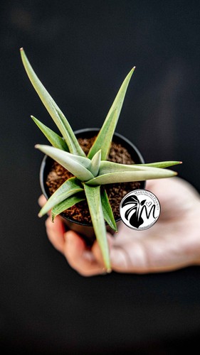 Sansevieria