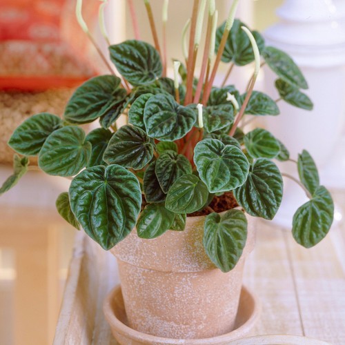 Peperomia lilian 15 - peperomia, |