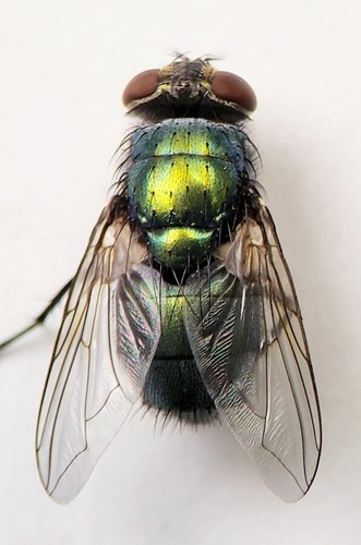 Diptera fly specimens - /,