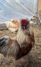 Splash Silkie Hatching Eggs |