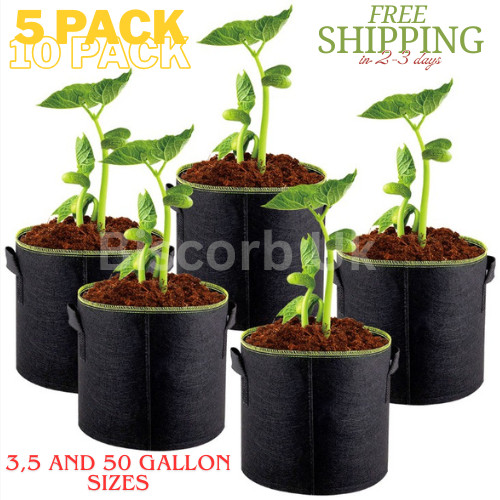 Large plant grow - plant, potato