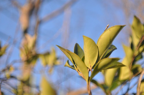 Contax carl zeiss distagon - contax, t*