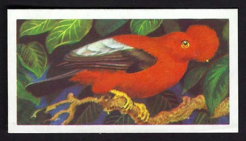 Brooke bond tropical - bond,