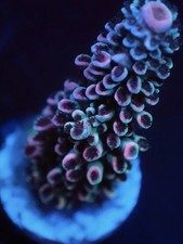 SHA La Pasion - High End Sps