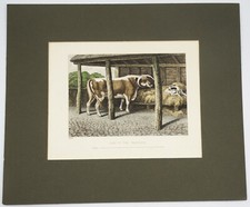 Samuel Howitt 1809 Dog in the