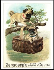 PUG COCOA ADVERT DOGS IN