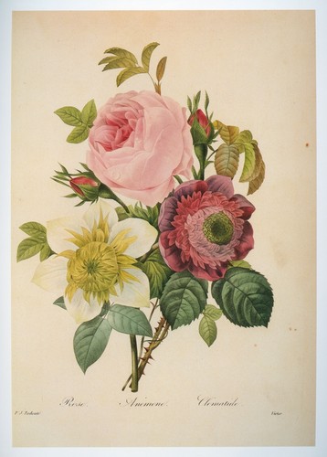 Vintage redouté print - vintage,