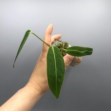 Anthurium Warocqueanum Queen -