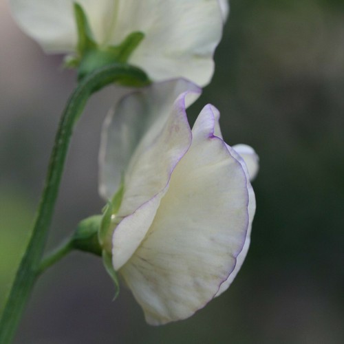 Sweet pea scent - 30,