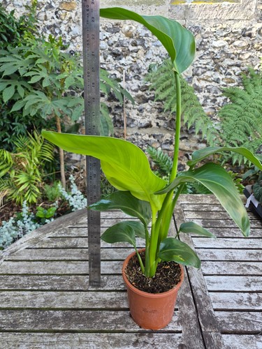 Strelitzia nicolai giant - giant, white