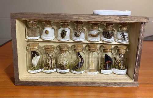 Oddity display case taxidermy - oddity,
